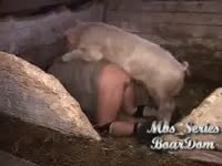 Zoo Porn - Wanting chap slips on knee pads then bows over for an al pegging from a pig in this brute vid